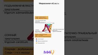 Медиальная область шеи 2 часть #medical #anatomy #анатомия #студентмедик