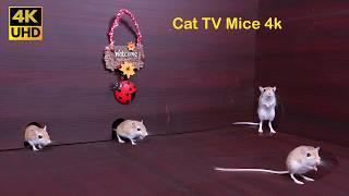 Cat TV Games | Mice  in the Jerry Mouse Hole Hide & Seek | 4K UHD 60fps