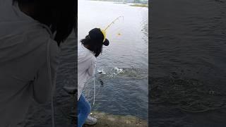 Milkfish hunt #shorts #fishing #fishhunt #shortvideo #shortsfeed #fyp