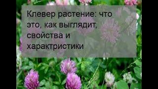 Клевер растение: что это, как выглядит, свойства и характристики