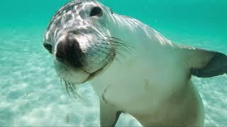 Draw with Wyland: Sea Lion and Gray Whale Art Lessons for All Ages!