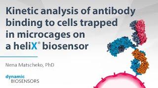 Kinetic analysis of antibody binding to cells trapped in microcages on a heliX® biosensor