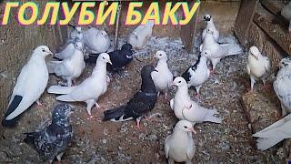 Анонс! Бакинские голуби Наджафова Агомамеда в Баку!