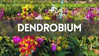 Dendrobium Orchids @ Golden Bloom Orchids