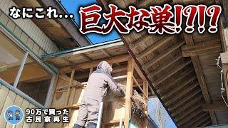 【古民家再生290】一体なんの巣??階段上に大量の藁を発見しました  Restoration of old houses and country life