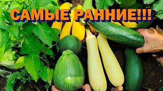 Самые ранние и самые вкусные кабачки! Как легко переработать первый урожай