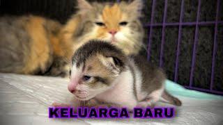 INDUK KUCING PUNYA ANAK BARU SEBELUM MELAHIRKAN