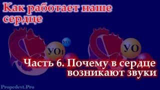 Как работает наше сердце. Часть 6. Почему в сердце возникают звуки?