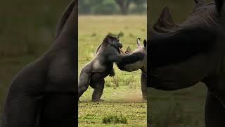Gorilla vs Rhinoceros!!! Pure power of two animal