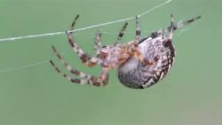 Паук крестовик, оса и шмель в паутине, spider cross