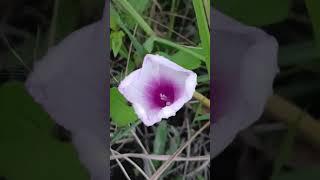 Corriola/(Ipomoea tiliacea) (Willd.) Choisy.