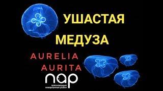 Медуза аурелия ушастая. Aurelia aurita