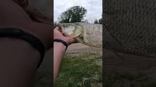 Такого ЖЕРЕХА ждал давно, поймал большого Жереха!#рыбалка #fishing #shorts #рыбалка2023