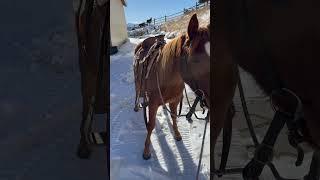 Winter is beautiful!   #horse #ranch #horsemanship #ranchlife  #grandlakecolorado #colorado #winter