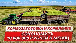 Сэкономить 10 миллионов в месяц | Krone Big X на уборке кормов | Сенаж тритикале | Кукурузный силос