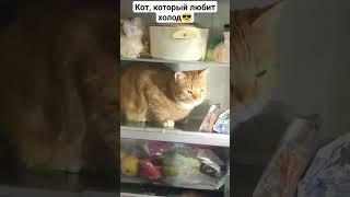 Я думаю таких случаев с холодильником очень много с разными котами