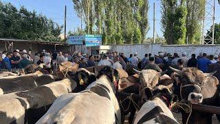 Tergachi mol bozori semiz boqma va yosh buqalar narhlari bilan tanishing 16.05.2025yil
