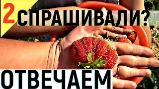 КЛУБНИКА ИЗ СВОИХ СЕМЯН  - СТАРЫЕ СОРТА КЛУБНИКИ!