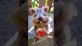 Thank you friends ️ #petz #squirrel #egofilm