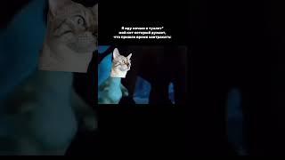 «кися» #футажи #fypシ゚viral #catmemes #cat #котики #мемыскотами #мемы #рекомендации #юмор