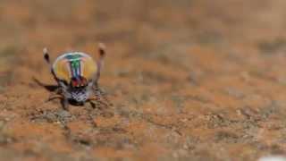 Peacock Spider - Maratus volans