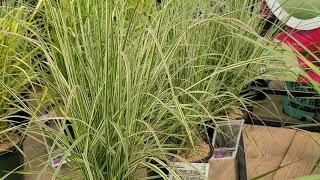 Calamagrostis 'Overdam'  (Reed Grass) // Beautiful, upright, EASY to GROW, long season grass