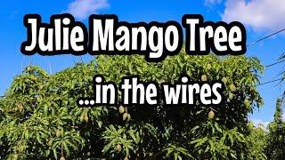 'Julie' Mango Tree in the Wires!