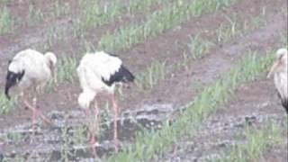 White Stork Ciconia ciconia