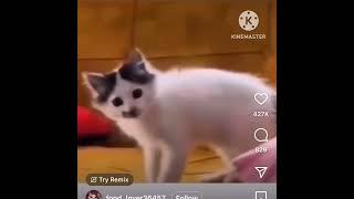 Barking Cat #shorts #cat #funny