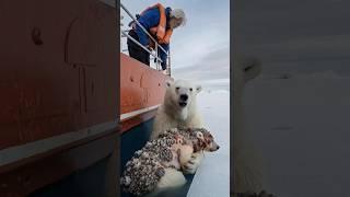 The mother polar bear pleaded with thefisherman to save her injured cub frombarnacles.