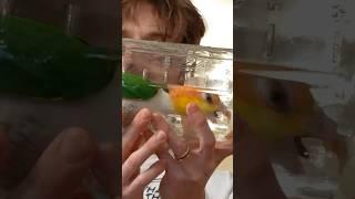 🫙 The Parrot-Jar Challenge 