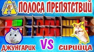 ПОЛОСА ПРЕПЯТСТВИЙ ДЛЯ ХОМЯКОВ / ДЖУНГАРИК VS СИРИЙЦА / КТО ПОБЕДИТ? / НЕ ЛАБИРИНТ!