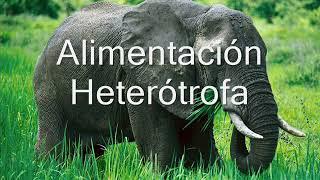 Alimentación Autótrofa y Heterótrofa