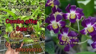 dendrobium orchid combo offer sale 100/ plant 9995999010