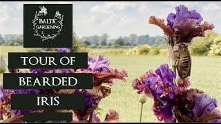 Tour of my Bearded iris. How to grow bearded iris. Iris in the garden. Baltic Gardening