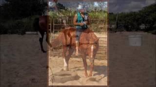 PaintedRockRanchTX - Horse Training Samples