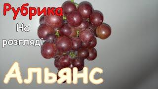 виноград Альянс