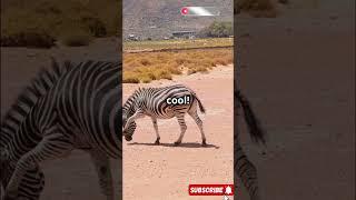 The Surprising Purpose of Zebra Stripes