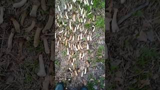 Сушка Гриб СМОРЧКОВАЯ ШАПОЧКА #гриб #грибы #грибывдуховке #грибывлесу #грибники #дмитрийяков #тайга