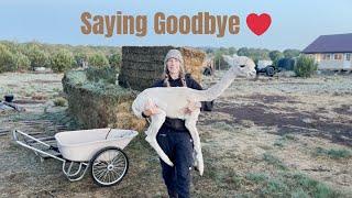 Goodbye, Sweet Alpacas  | Farm Life | Fiber Art & BIG Changes