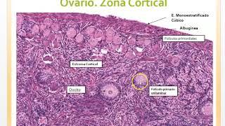 Video   Curso de Histologia - Ovario Femenino