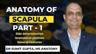 SCAPULA OSTEOLOGY : Part 1/2