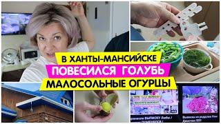 В Хантах голубь повесился / Малосольные огурцы / Что в яйце / Vika Siberia LifeVlog