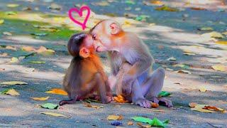 Wow so sweetie...young monkey kisses baby monkey SARIKI look so cool.