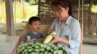 Harvest cucumbers for sale take care of vegetable garden_daily freedom