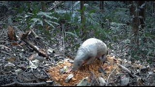 Nature records, Pangolin Digging Holes