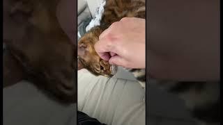 Леопард  #music #семействокошачих #cat #красота #wow #кошка #домашнееживотное