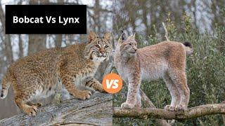 Bobcat Vs Lynx | Learn the Difference!