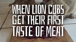 When Lion Cubs Get Their First Taste of Meat