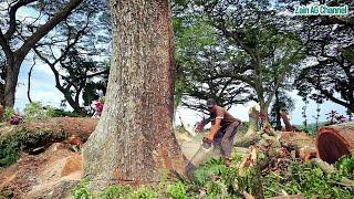 High risk..‼️ fell the trembesi tree in the cemetery area - stihl ms 881 chainsaw